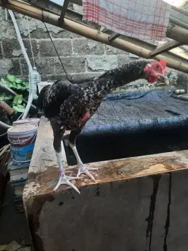 Ayam Pama X Phakoy Jantan..