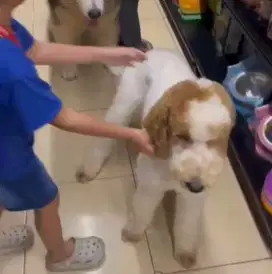 Giant poodle betina