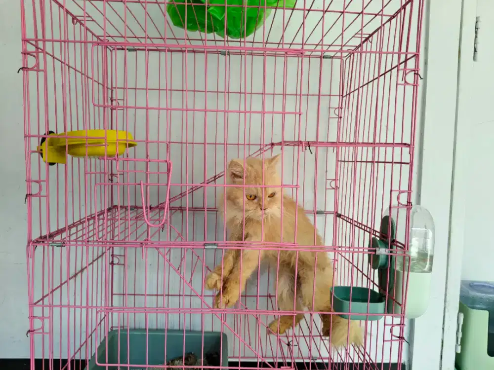 Free for adopt kucing persia/anggora