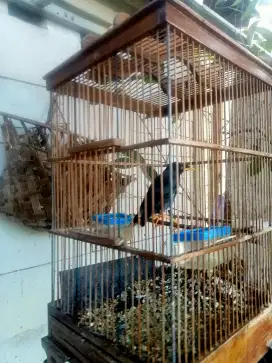 Jual jalak rajin  fullsett