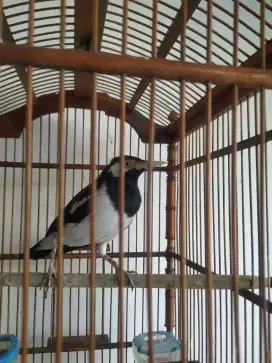 Burung Jalak suren gacor