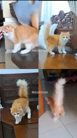 KUCING KITTEN NS MUNCHKIN JANTAN
