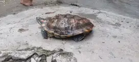 Kura kura kesayangan