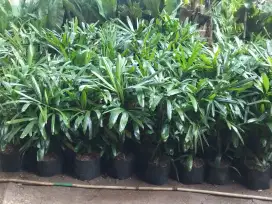 Jasa taman rumahan dll