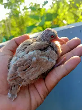 Tekukur Trah Cremino Mata Merah