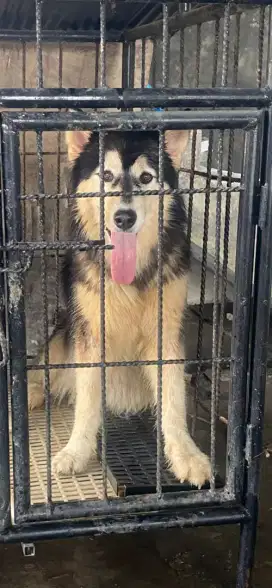ALASKAN MALAMUTE BETINA