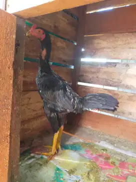 Ayam Bangkok muda