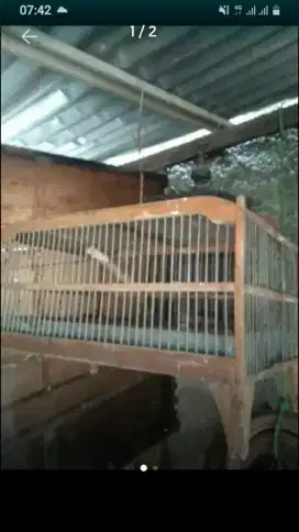 kandang buat mandiin burung murah bahan kayu jati dan besi