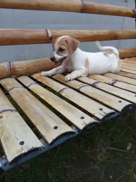 Anak Anjing /Puppy Tekel Mix