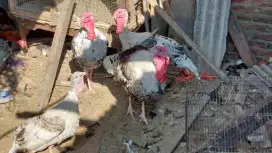 Ayam kalkun dewasa atau anak