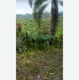 JUAL TANAH DI WONOSALAM JOMBANG