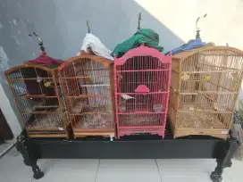 Jual kenari pasangan siap ternak