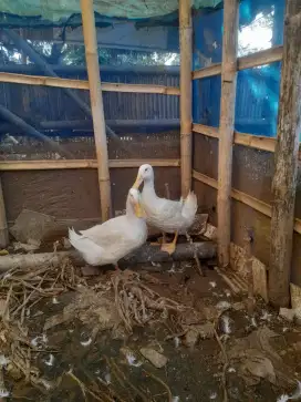JUAL BEBEK MANILA