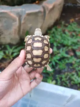 sulcata 6cm plastron keras makan rakus