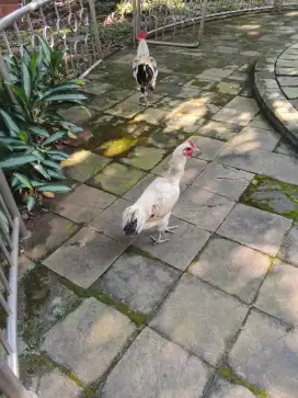 Ayam pelung cianjur betina mau bertelur 1 ekor