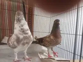 Jual Borongan burung dara/merpati 7 ekor