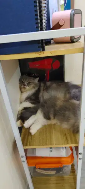 Adop kucing betina nourwegia