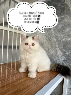 Peaknose betina 3 Bulan