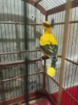 Jual burung kepodang emas bali gacor