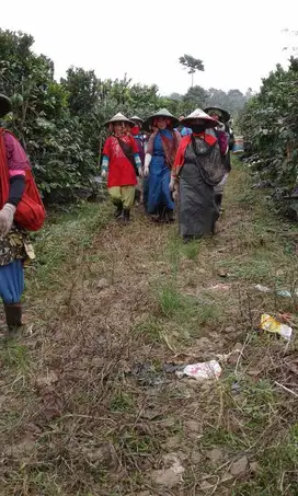 DILELANG Kebon Kopi Arabica 10 hektar view kota kampung barulega