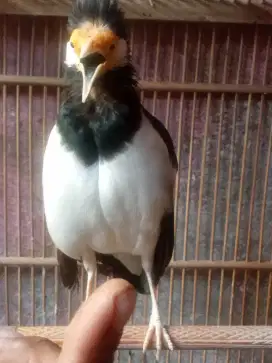 Jual burung jalak suren jawa gacor