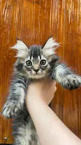Kucing/kitten mixdom umur 3 bulan betina