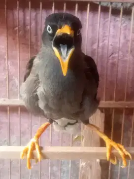 Jual burung jalak Omas gacor cetrekan dah ngomong