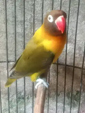 Mangga beli minat burung lovebird warna olive dan ngekek burung mulus