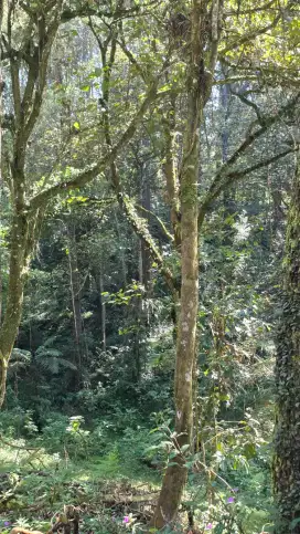 Mencari Asisten Rumah Tangga