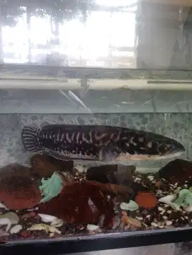 Di jual ikan gabus + aquarium nya
