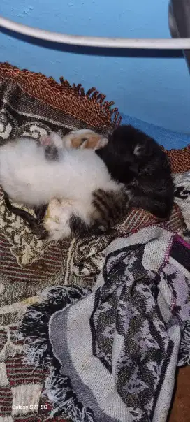 Di jual ananakan kucing persia medium dan flatnose