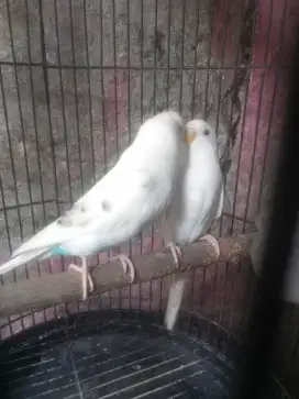 Mangga beli minat burung parkit albino satu pasang