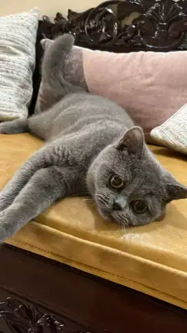 kucing BSH JANTAN 4 BULAN