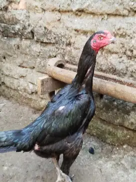 Dijual ayam Birkokngon, biang telur hijau, jago
