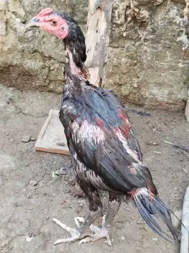 Dijual ayam Birkokngon, biang telur hijau, jago