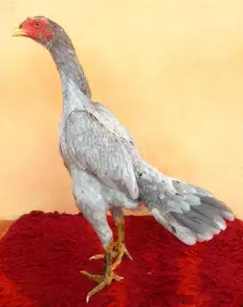 AYAM BETINA LINE BS X PAKHOY, UMUR 5/6 BULAN, SISIK BUAYA, SUPER MEWAH