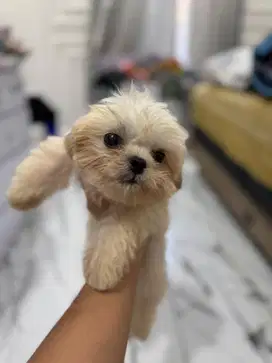 Jual anjing shitzu