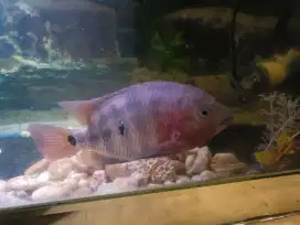 Dijual ikan louhan kamfa
