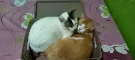 Mencari pekerjaan sebagai CatSitter