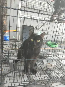 Kucing persia medium