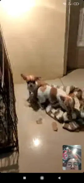 Chihuahua jantan 3 bl