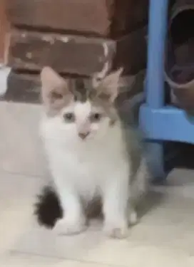 Persia jantan 3 bulan
