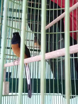 Murai batu jantan medan ABG