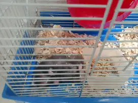 Hamster Syrian longhair dan short hair