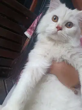 Kucing Persia umur 12 bulan