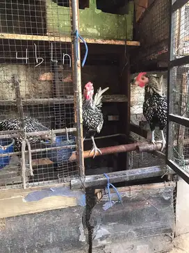 ayam batik italy borongan /pasangan /satuan ada 6 ekor