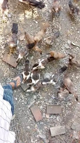 Bebek serati umur 2 bulan .