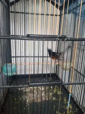 Murai batu ORI hutan waykambas