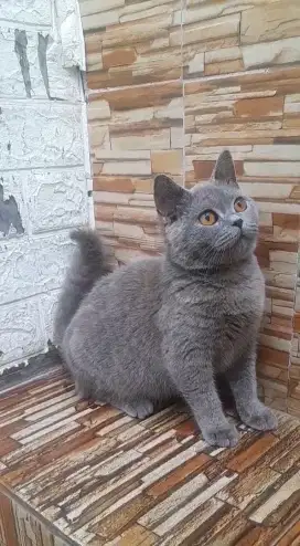 British shorthair Beetina
