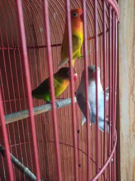 Lovebird borongan 3 ekor